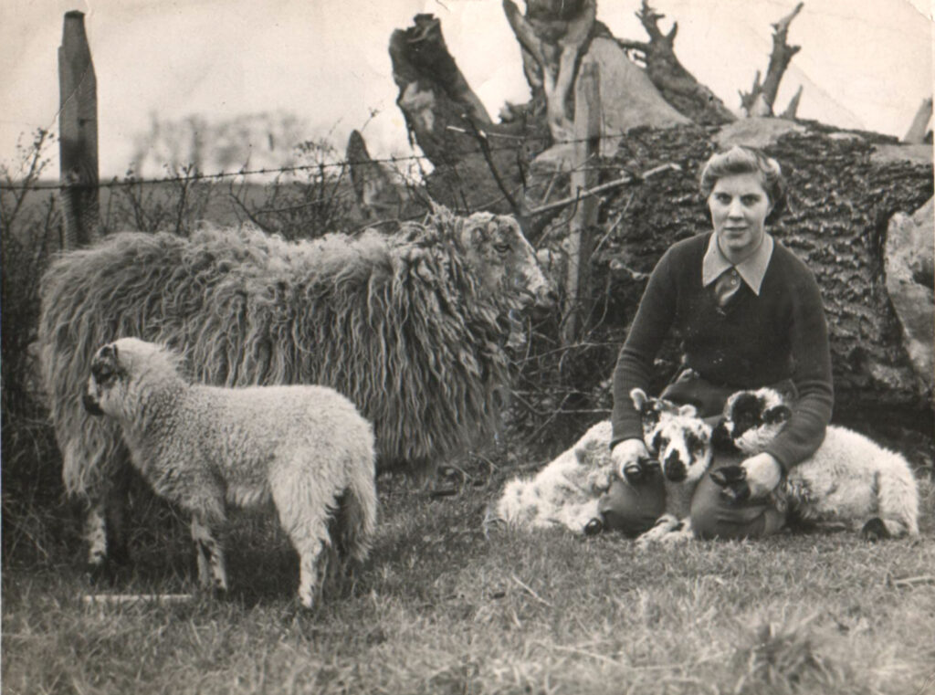 A Bedfordshire Land Girl lambing Source: Courtesy of Stuart Antrobus.