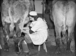 A member of the Women's Land Army milks a cow, probably at the WLA training centre at Cannington, Somerset, c 1940. Source: IWM D186