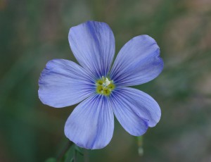 Blue Flax Flower Source: Wikipedia