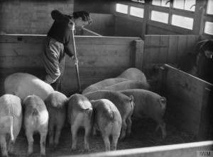 A Land Girl looking after pigs as part of training, probably at Cannington Farm, England, 1940 Source: IWM D199