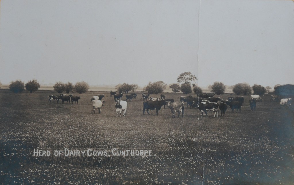 Herd of Diary Cows at Gunthorpe.