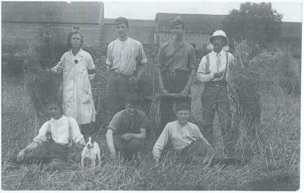 Land girl Ivy Jacklin, with farm men, harvesting at The Grange, Gunthorpe, Peterborough c1917