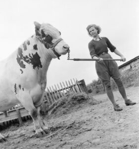 Land Girl Iris Joyce leads a bull at a farm somewhere in Britain. Source: IWM