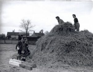 Land Girls haymaking Source: Courtesy of Stuart Antrobus.