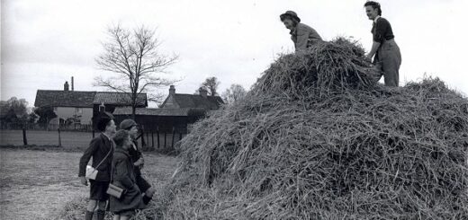 Land Girls haymaking Source: Courtesy of Stuart Antrobus.