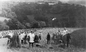 Members of the Women's Land Army harvesting corn at Geli Cadwgan farm, Buith Wells, 1917 © Amgueddfa Cymru - National Museum Wales