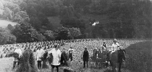 Members of the Women's Land Army harvesting corn at Geli Cadwgan farm, Buith Wells, 1917 © Amgueddfa Cymru - National Museum Wales