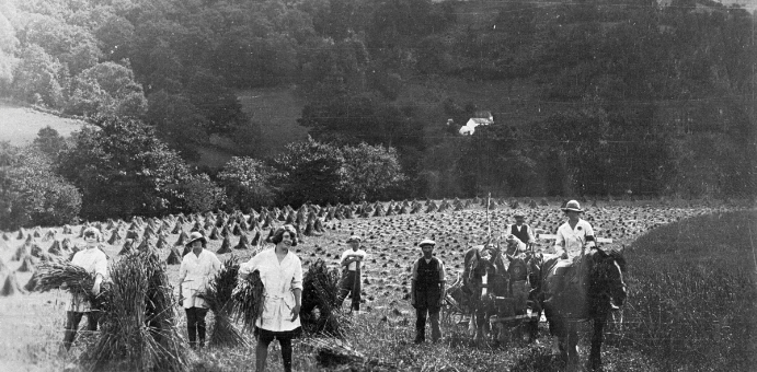 Members of the Women's Land Army harvesting corn at Geli Cadwgan farm, Buith Wells, 1917 © Amgueddfa Cymru - National Museum Wales