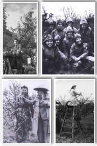 Women's Land Army May Collage