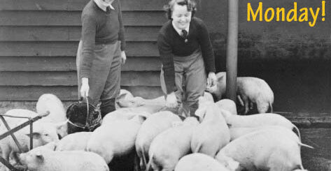 Land Girls Working Feeding Pigs on a Farm During World War II Robert Hunt Bank Holiday Courtesy of Stuart Antrobus