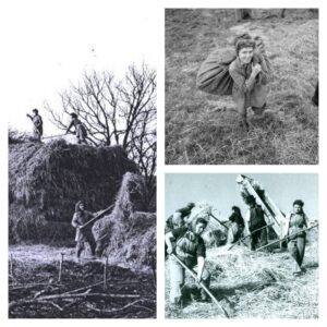 Threshing - August Photo of the Month