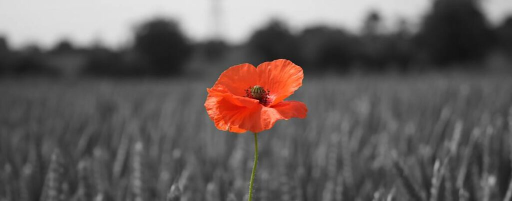 Courtesy of the British Legion: http://www.britishlegion.org.uk/remembrance/how-we-remember/the-story-of-the-poppy/