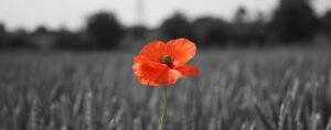 Courtesy of the British Legion: http://www.britishlegion.org.uk/remembrance/how-we-remember/the-story-of-the-poppy/