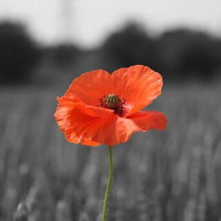 Courtesy of the British Legion: http://www.britishlegion.org.uk/remembrance/how-we-remember/the-story-of-the-poppy/