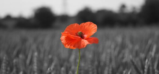 Courtesy of the British Legion: http://www.britishlegion.org.uk/remembrance/how-we-remember/the-story-of-the-poppy/