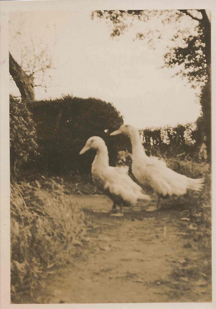 Kit's and Eva's ducks. Dorothy writes on the back of the photograph how 'they were for Xmas, but we couldn't kill them'.