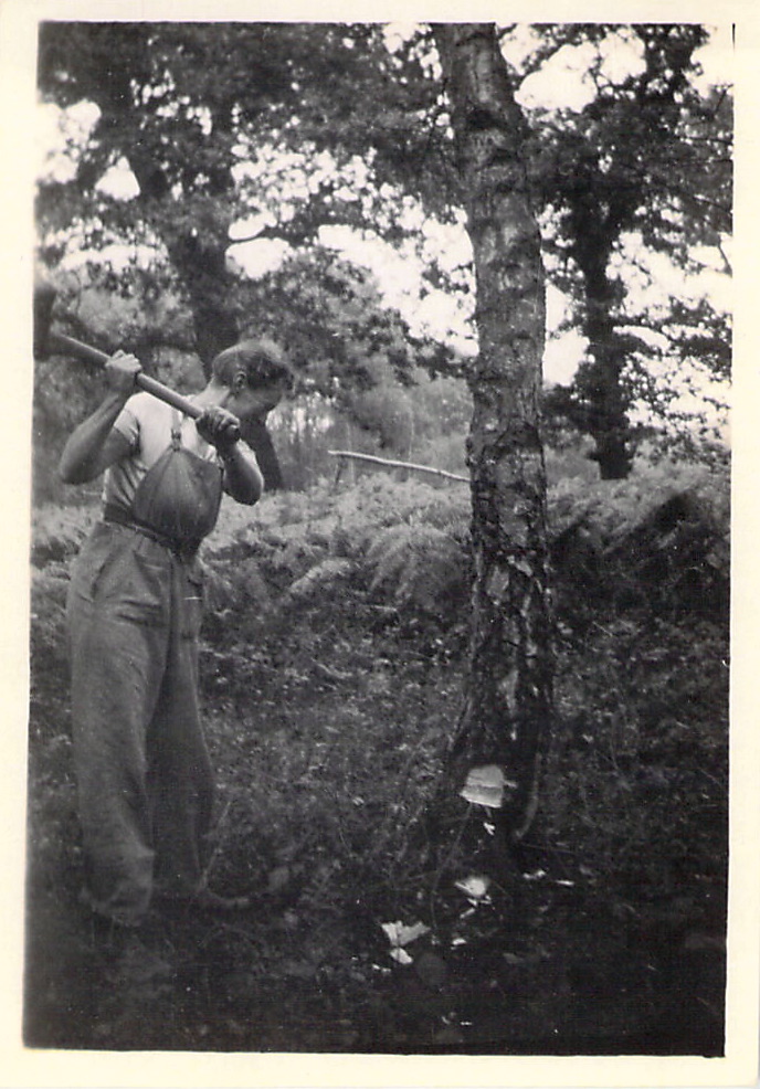 Spenny felling a tree.