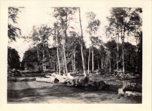 Another shot of the timber yard at Haley's Mill, Cirencester.