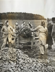 Sorting Potatoes