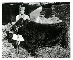 Land Girls on the Sandringham Estate with a bull