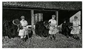 Land Girls on the Sandringham Estate with bulls