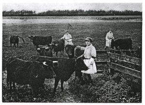 Lands Girls on the Sandringham Estate bringing in cows from the pasture