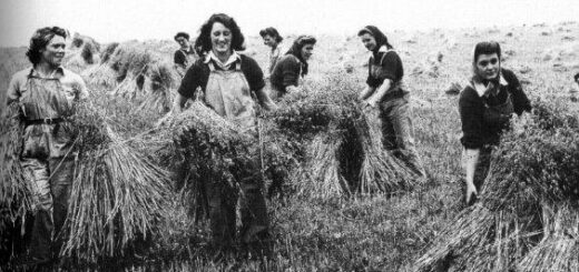 Stooking the sheaves in Buckinghamshire 2, summer 1944