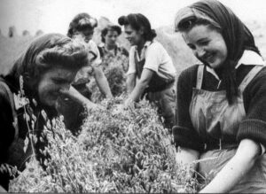 Stooking the sheaves in Buckinghamshire, summer 1944