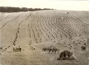 Land Girls harvesting in Oxfordshire