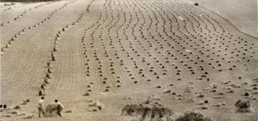 Land Girls harvesting in Oxfordshire