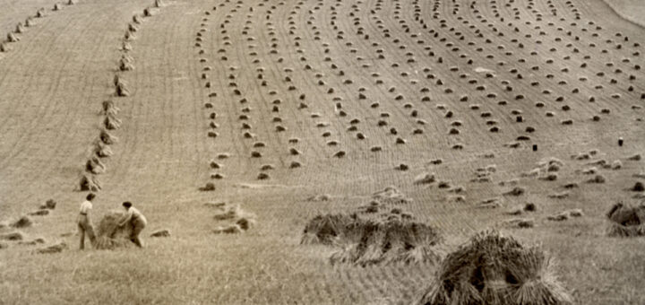 Land Girls harvesting in Oxfordshire Featured