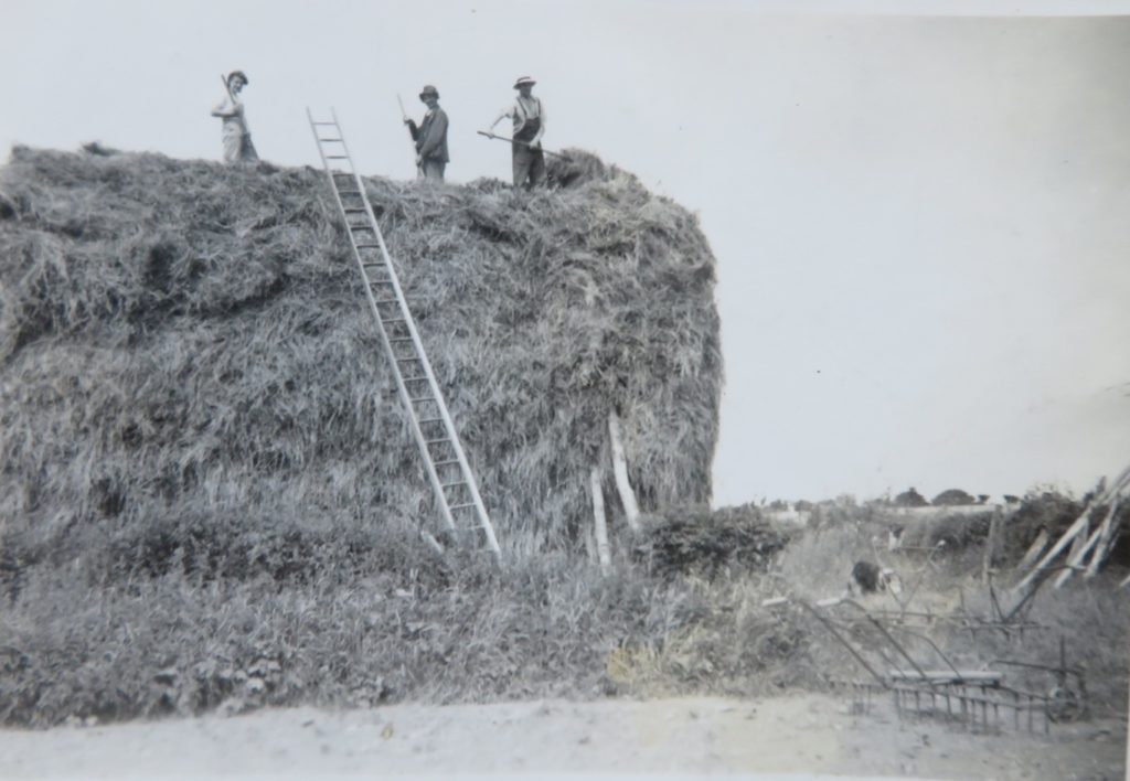 Dorothy (left hand side of the haystack), 1944. Land Army At Ruston Farm with Frank Temple (Farmer) and Bill Riby farm hand)