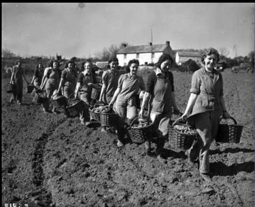 Land Girls potato planting, Ludgvan, Penwith, Cornwall