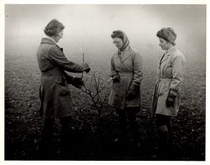 A lesson in pruning for two Land Girls