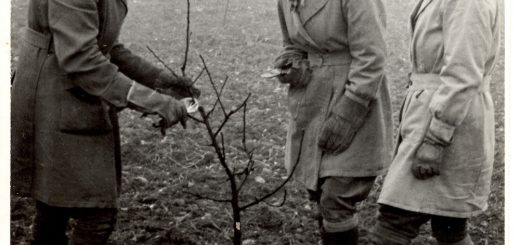 A lesson in pruning for two Land Girls