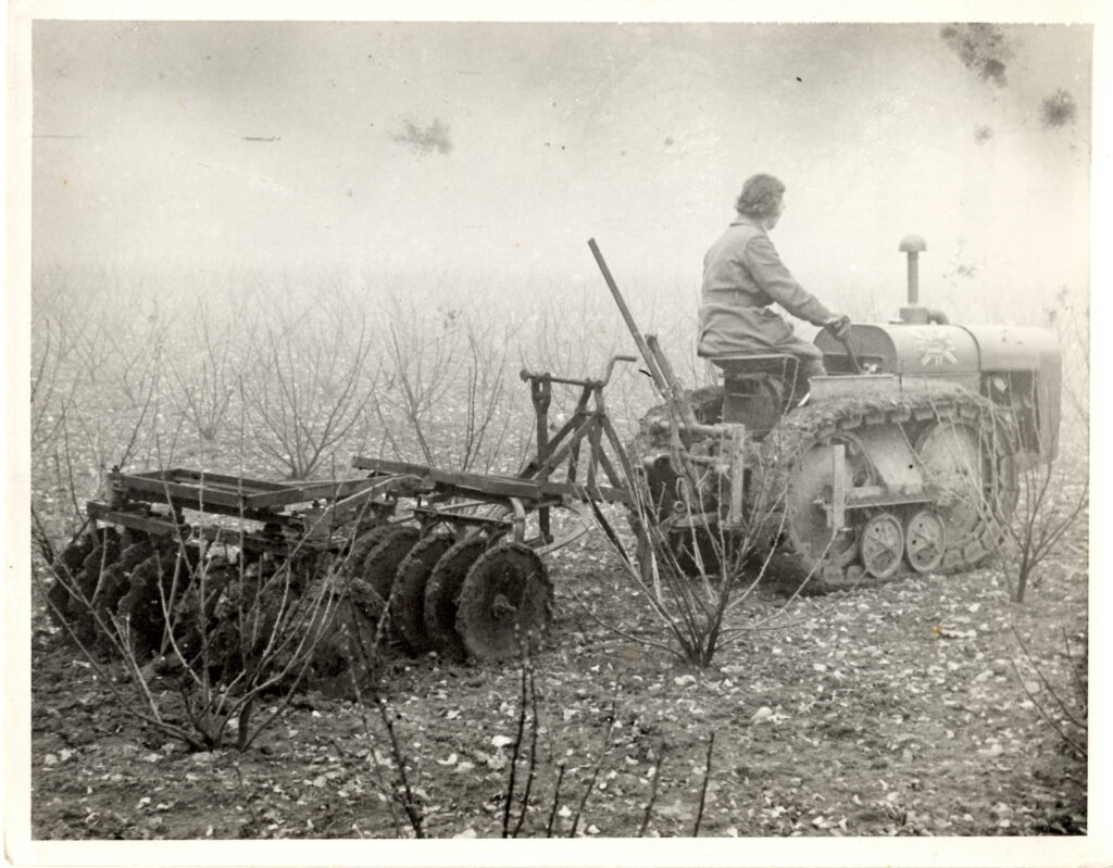 A photograph of a Land Girl disc harrowing between blackcurrant bushes.