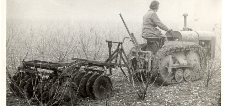 A photograph of a Land Girl disc harrowing between blackcurrant bushes.