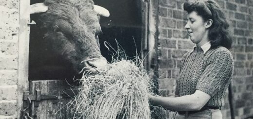 Land-Girl-feeding-bull