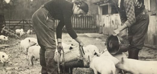 Land-Girl-feeding-pigs