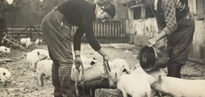 Land-Girl-feeding-pigs